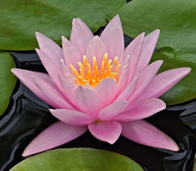 Lotusblumen-Massagen